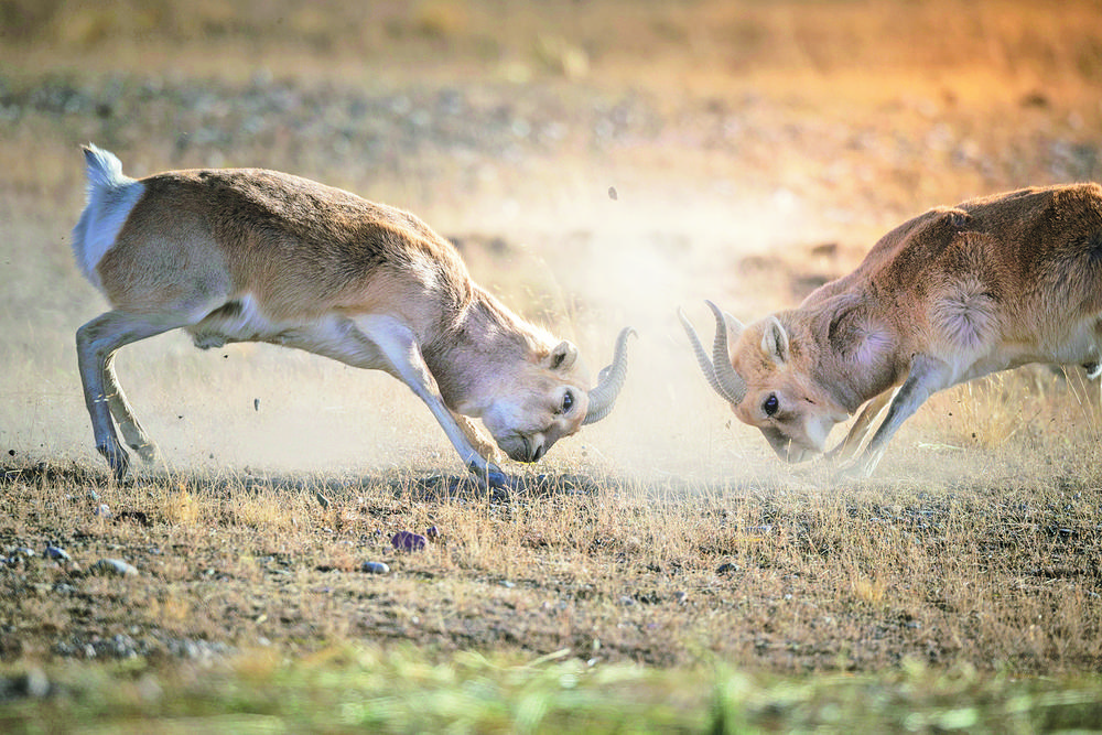 1705458855627059.jpg 5.jpg