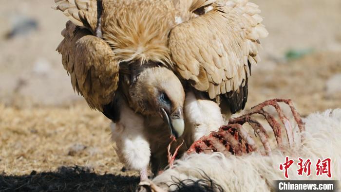 猛禽特寫青海海西成群高山兀鷲集中進食