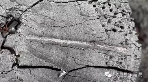 1478739138849292.jpg IMG_1195.JPG